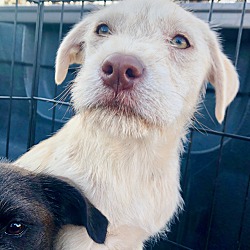 Labradoodle Puppies For Sale In Texas Adoptapet Com