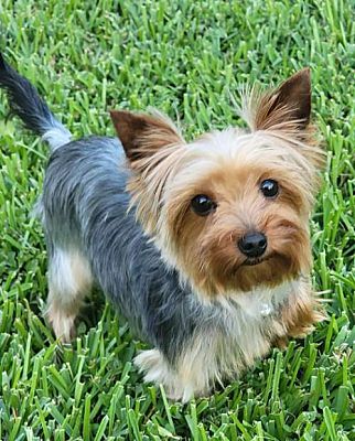 Statewide and National, TX - Yorkie, Yorkshire Terrier. Meet Sushi a ...