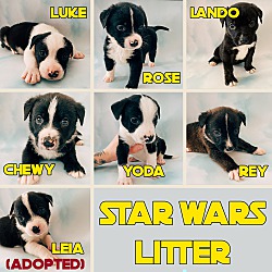 Photo of Star Wars Puppies!