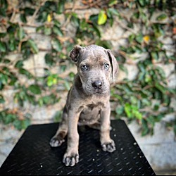 Dog for Adoption - Kane, a Cane Corso Mastiff in Manville, NJ