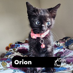 Photo of Orion