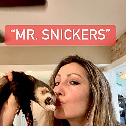 Thumbnail photo of snickers #3