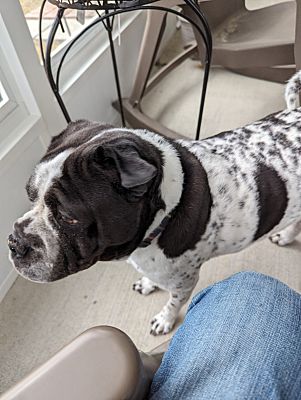 Leland, NC - Shar Pei/Boxer. Meet Buster a Pet for Adoption - AdoptaPet.com