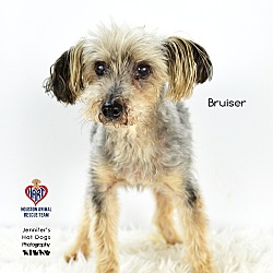 Thumbnail photo of Bruiser #1