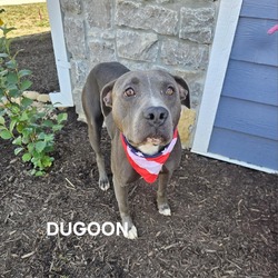 Thumbnail photo of Dugoon #3