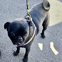 adopt-pet