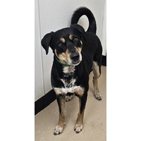 adopt-pet
