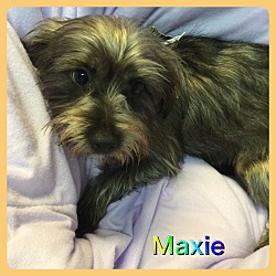 Thumbnail photo of Maxie #1