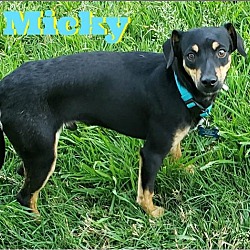 Thumbnail photo of Micky #1
