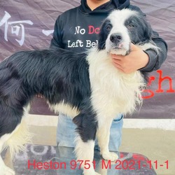 Photo of Heston 9751