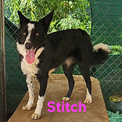 Thumbnail photo of Stitch #1