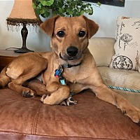 adopt a pet