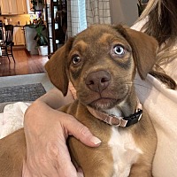 adopt a pet