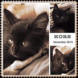 Thumbnail photo of Kors #1