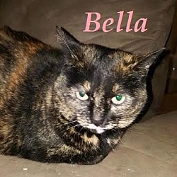 Thumbnail photo of Bella - Super Friendly! #1