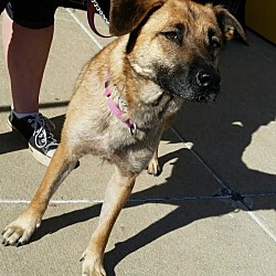 Thumbnail photo of Cammie-Adopted! #2