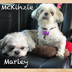 Photo of Marley & McKinzie