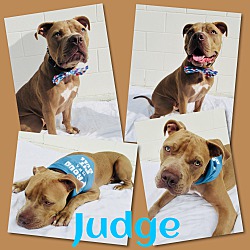 Photo of Judge - Pawsitive Direction