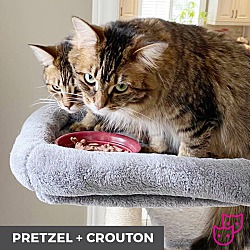 Thumbnail photo of Pretzel (bonded with Crouton) #3