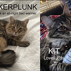 Photo of Kit & Kerplunk