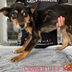 Photo of Clovis 8191