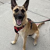 adopt a pet