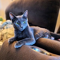 adopt a pet
