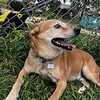 adopt a pet