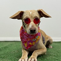 adopt a pet