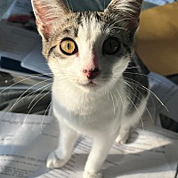adopt a pet