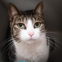 Brandywine Valley SPCA West  Chester  in West  Chester  