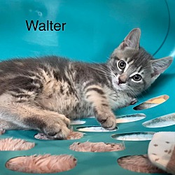 Photo of Walter (Pending Adoption)