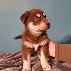 Photo of Jasmine (Auction Pups)