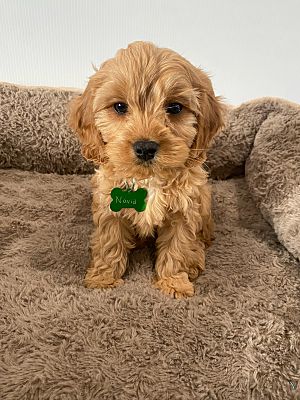 West Milford, NJ - Cavapoo. Meet Navid a Pet for Adoption - AdoptaPet.com