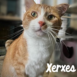 Photo of Xerxes