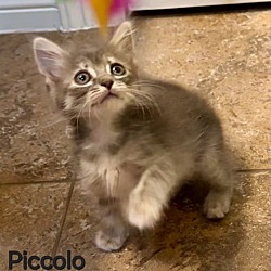 Photo of Piccolo
