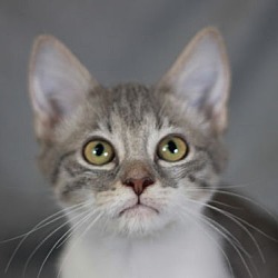 Thumbnail photo of Skipper - SEE ME @ PETCO! #1