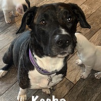 adopt a pet