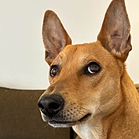 adopt-pet