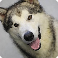 misunderstood siberian husky rescue