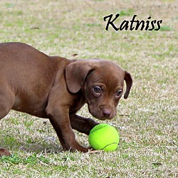 Thumbnail photo of Katniss~adopted! #3