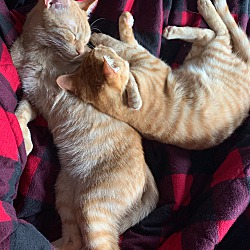 Thumbnail photo of Winnie&Newton-kitty perfection #4