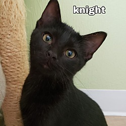 Thumbnail photo of "  Knight  " #1
