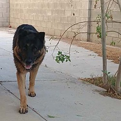 Coastal German Shepherd Rescue Inland Empire In Mira Loma