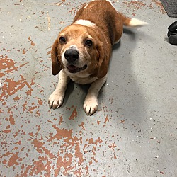 Surry Animal Shelter In Surry, Virginia