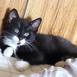 Photo of Tuxy Kitten