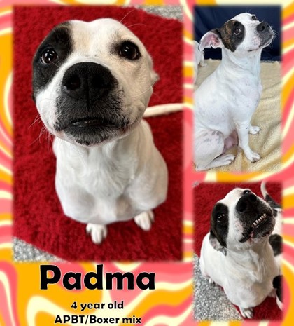 Thumbnail photo of Padma #1