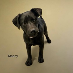 Thumbnail photo of Meeny #1