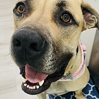 adopt a pet