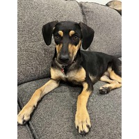 adopt-pet
